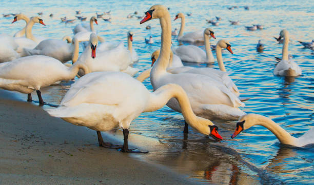 istock Swans and seagulls in the blue sea 1131554187