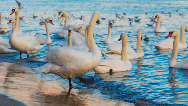 istock Swans and seagulls in the blue sea 1131554327