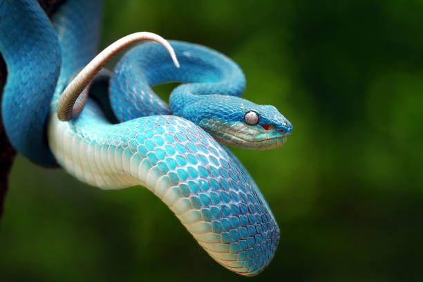 istock Blue Viper ready to attack, blue insularis, Trimeresurus Insularis 1131556111