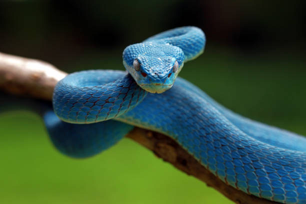 istock Blue Viper ready to attack, blue insularis, Trimeresurus Insularis 1131556142