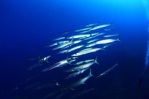 Barracuda en Ustica photo