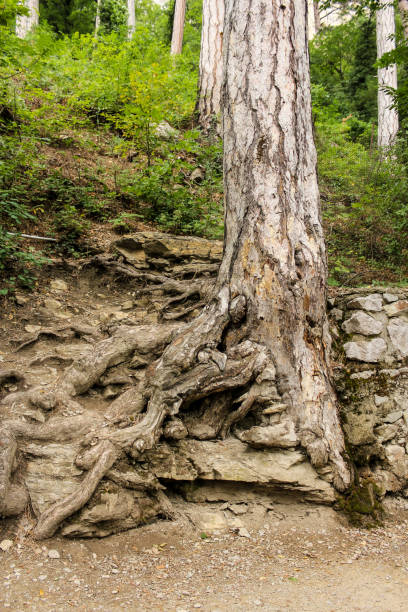 istock Roots of a tree in stony ground. 1131558344