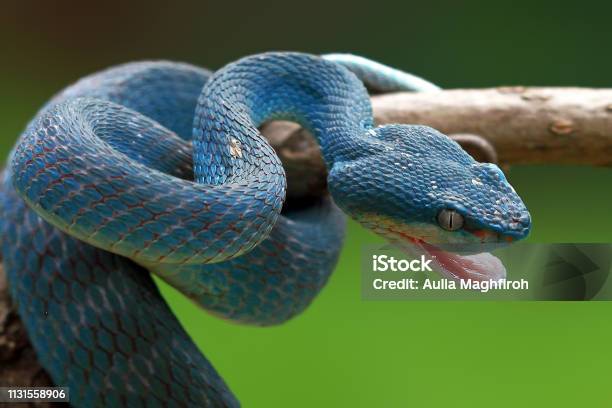 Photo libre de droit de Viper Bleu Prêt À Attaquer Bleu Insularis Trimeresurus Insularis banque d'images et plus d'images libres de droit de Serpent