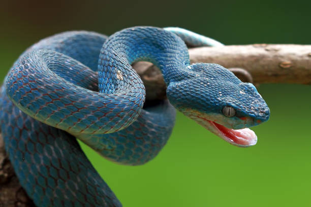 Blue Viper ready to attack, blue insularis, Trimeresurus Insularis Blue Viper snake ready to attack on branch viper stock pictures, royalty-free photos & images