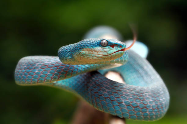 Blue Viper ready to attack, blue insularis, Trimeresurus Insularis stock photo