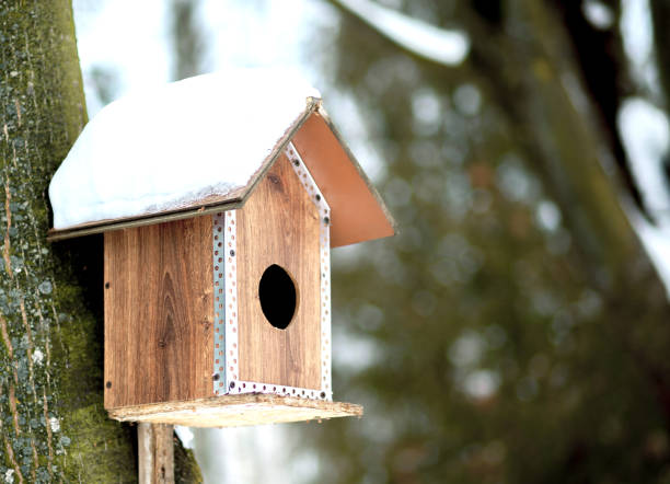 istock Feeder for birds in snow in winter forest 1131559481