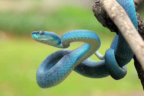 istock Blue Viper ready to attack, blue insularis, Trimeresurus Insularis 1131559979