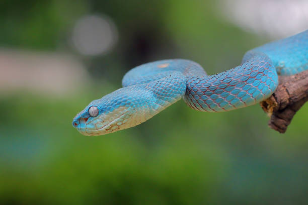 istock Blue Viper ready to attack, blue insularis, Trimeresurus Insularis 1131559997