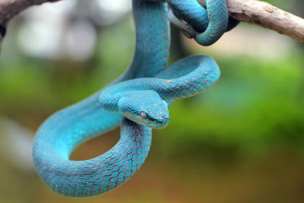 istock Blue Viper ready to attack, blue insularis, Trimeresurus Insularis 1131560011