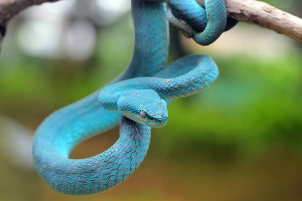 Blue Viper ready to attack, blue insularis, Trimeresurus Insularis stock photo