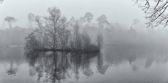 Winter in Buckinghamshire, and mist rolls across the surface of the lake in Black Park.