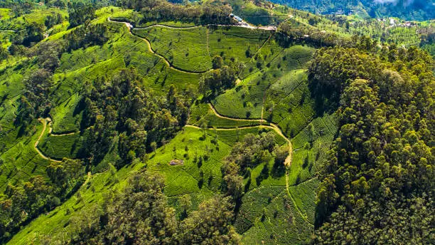 Photo of Aerial. Famous green tea plantation landscape view from Lipton's Seat, Haputale, Sri Lanka.