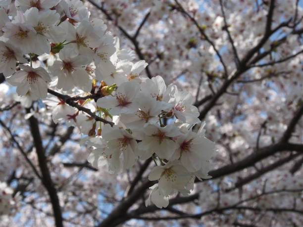 Fleur de cerisier japonaise - Photo