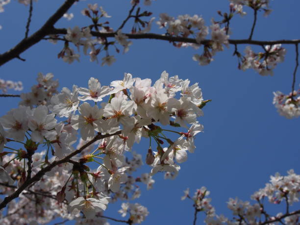 日本の桜 ストックフォト