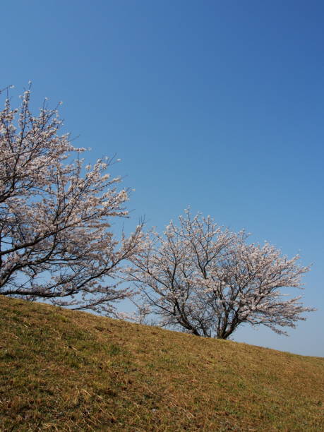 일본 벚꽃 스톡 사진