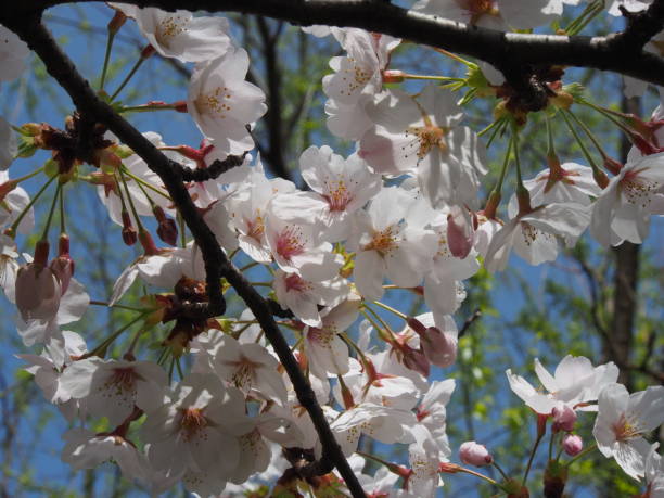 Fleur de cerisier japonaise - Photo