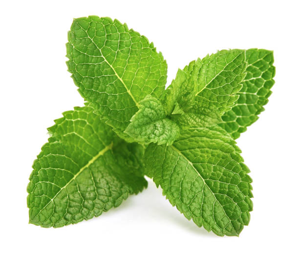 ingrediente erbe verdi alla menta foglia fresca - mint foto e immagini stock