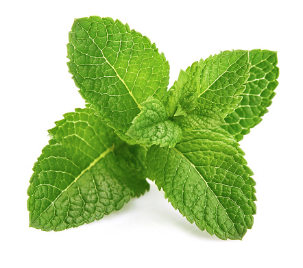 Fresh leaf mint green herbs ingredient for mojito drink, isolated on white background.