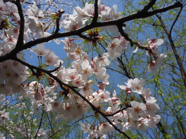 Fleur de cerisier japonaise - Photo