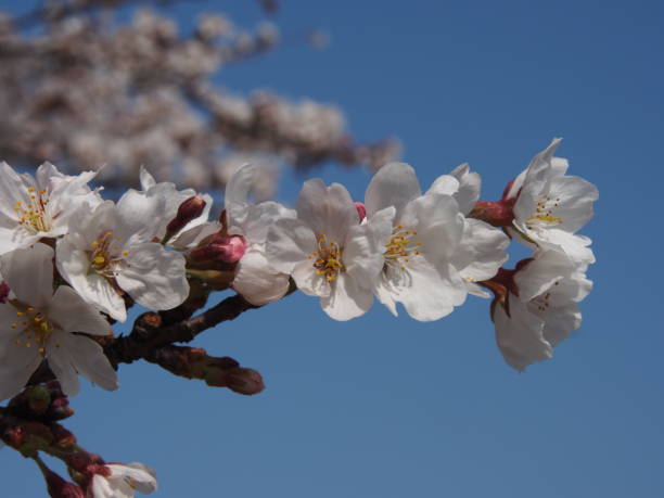 日本の桜 ストックフォト