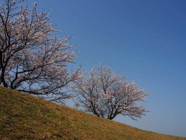 日本の桜 ストックフォト