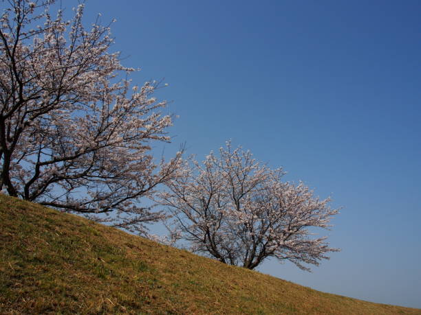 일본 벚꽃 스톡 사진