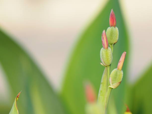 istock canna Flower bud on blur background space for write 1131563004