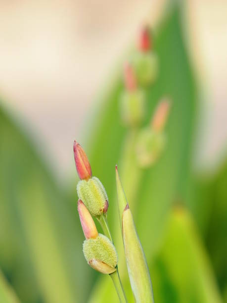 istock canna Flower bud on blur background space for write 1131563009