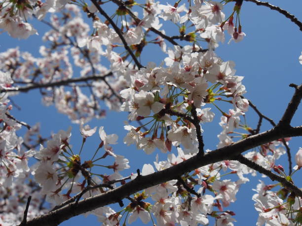 Fleur de cerisier japonaise - Photo