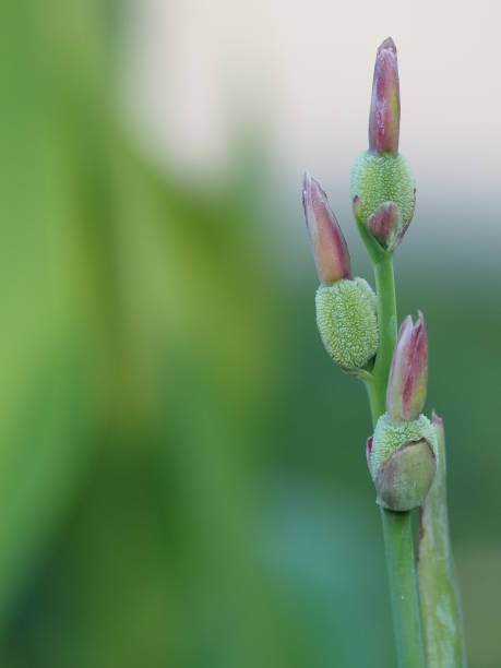 istock canna Flower bud on blur background space for write 1131563103
