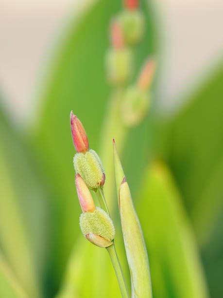 istock canna Flower bud on blur background space for write 1131563124