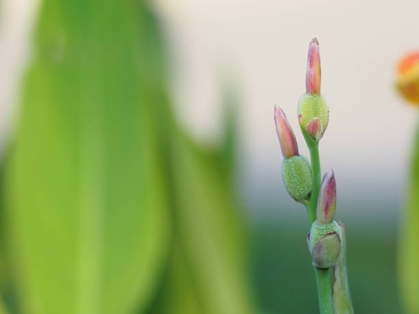 istock canna Flower bud on blur background space for write 1131563256