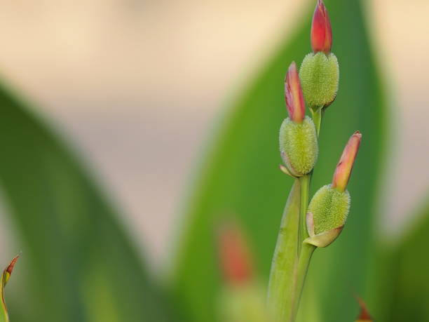 istock canna Flower bud on blur background space for write 1131563274