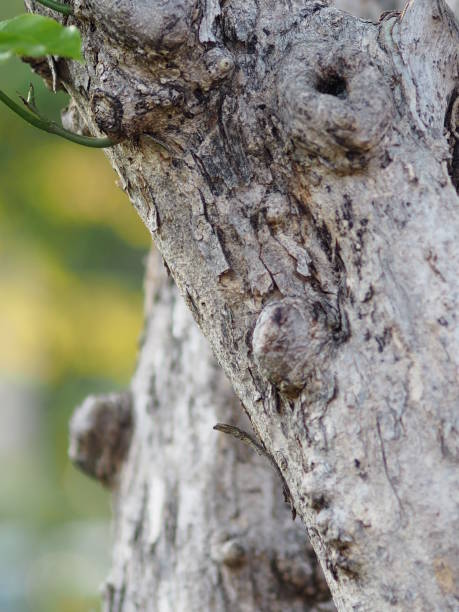 istock leaves Soft branch wood shoots from the trunk tree on blur background space for write 1131563343