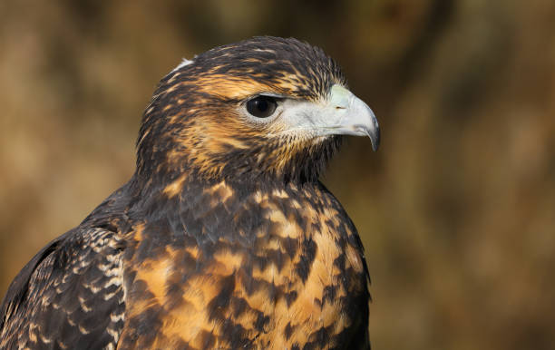 istock Grey Buzzard Eagle Bird of Prey 1131563345