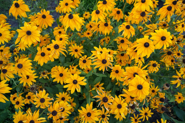 istock GROWING BLACK-EYED SUSANS, Rudbeckia hirta 1131564649