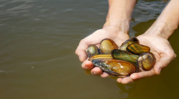 istock Oysters in the hands for cooking 1131564792