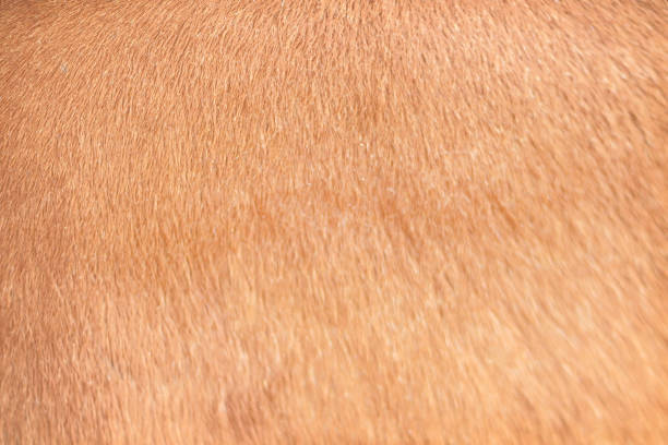 istock Natural red cow fur texture ,  abstract pattern animal background 1131564836