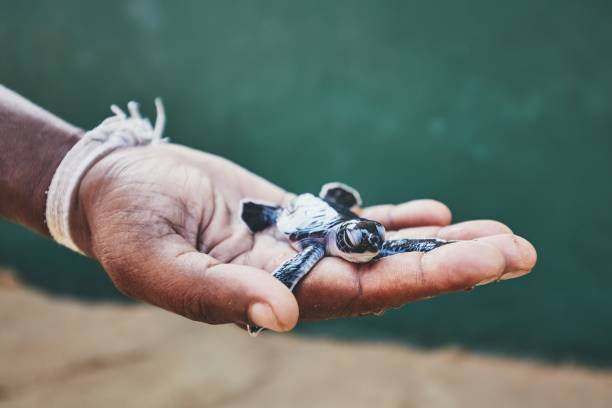 rescue of one day old green turtle - baby beautiful part of selective focus imagens e fotografias de stock