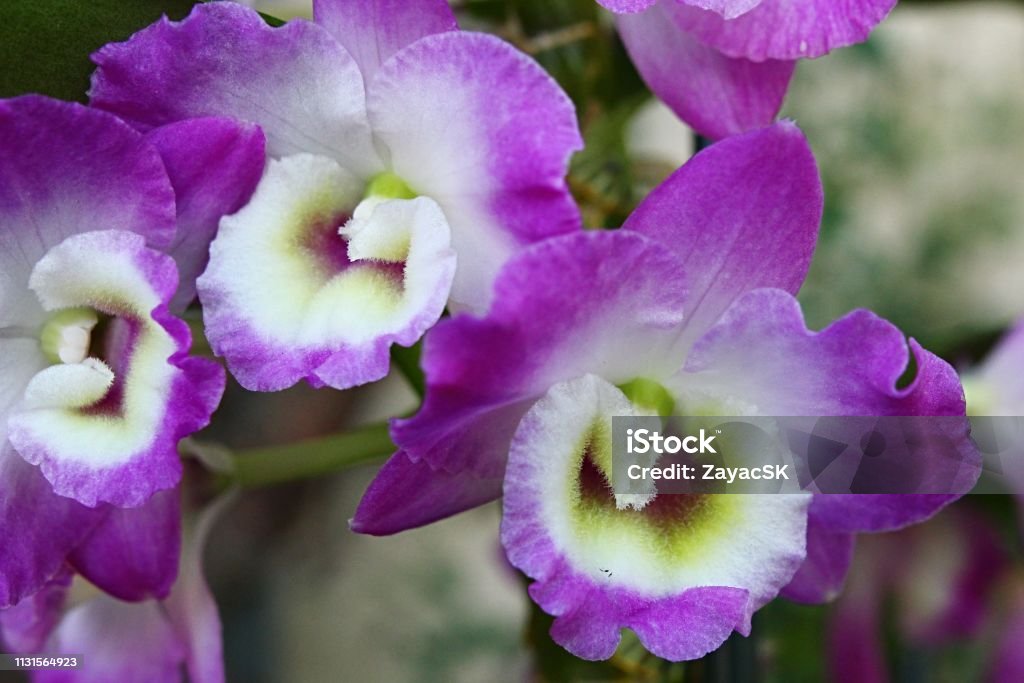Pink Variety Of Orchid Dendrobium Nobile National Flower Of Sikkim Stock  Photo - Download Image Now - iStock