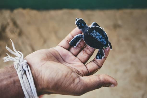 Rescue of one day old green turtle