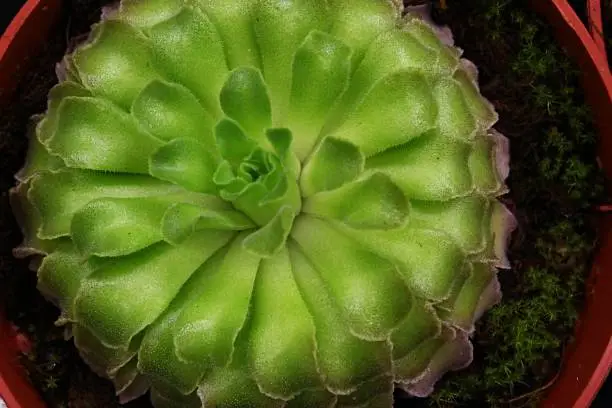 Photo of Layered circular shaped leafage of carnivorous Genlisea family plant, also called Corkscrew plant