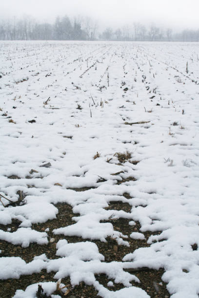 istock Plowed field covered by snow in winter 1131567247