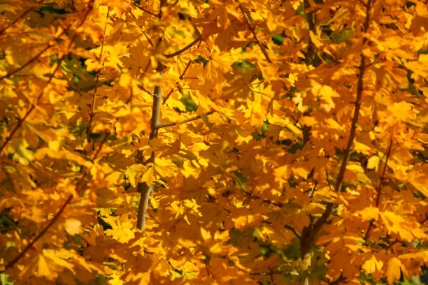 istock The color of autumn / fall leaves 1131567331