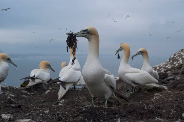 gannet (sula bassana) - bass imagens e fotografias de stock