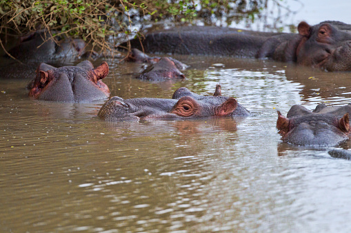 A group of Hippos in a water hole. Taken in Meru National Park, Kenya