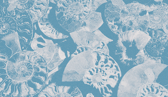 Abstract granular background of fossil Ammonites, Ammonoidea. Decorative wallpaper of petrified shells. Print from textured white spirals of seashells on blue backdrop. Stamps of Cephalopoda mollusks.