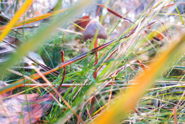 halluzinogene pilze im gras auf dem feld. - libs stock-fotos und bilder