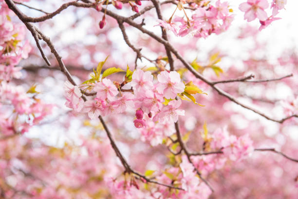 istock Beautiful Cherry Blossom in Matsuda , Japan 1131567904