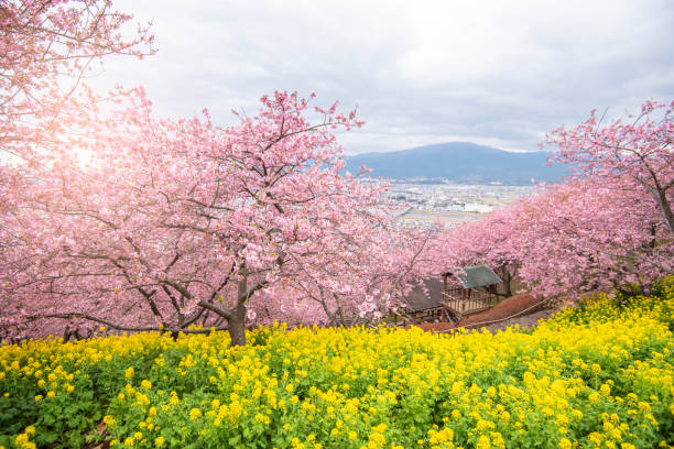 istock Beautiful Cherry Blossom in Matsuda , Japan 1131568050